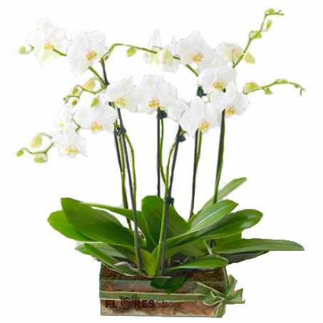 2710 Orquídeas elegantes