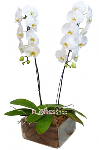 3385 Orquídeas Maravilhosas
