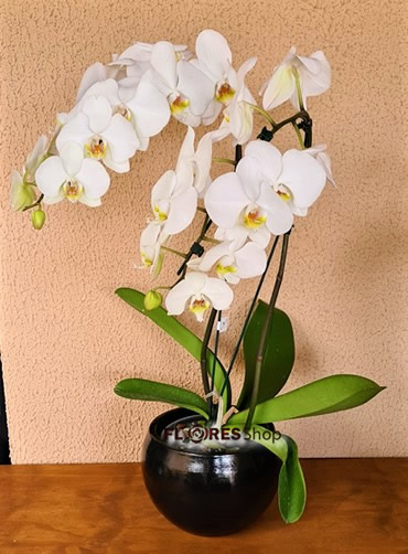 4598 Orquídea Charme