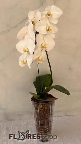 6116 Charme de Orquídea 