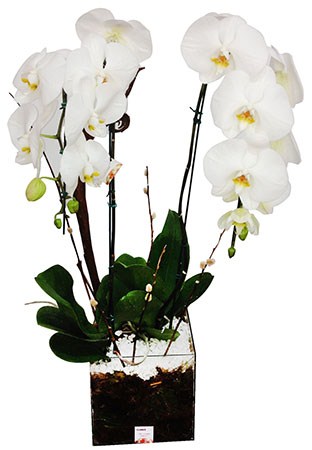 MEGA Phalaenopsis