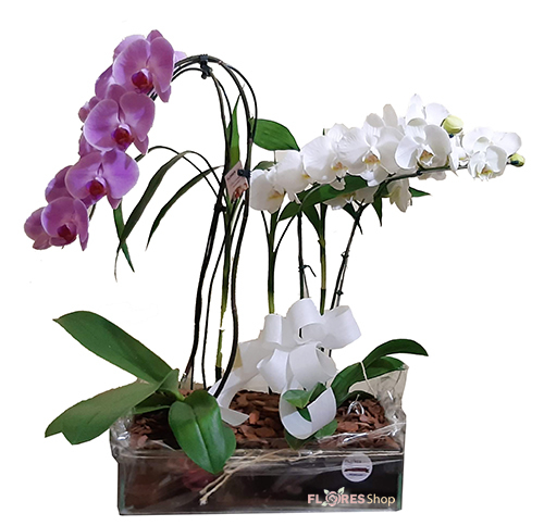 Luxuosas Orquídeas