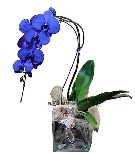 Orquídea Azul