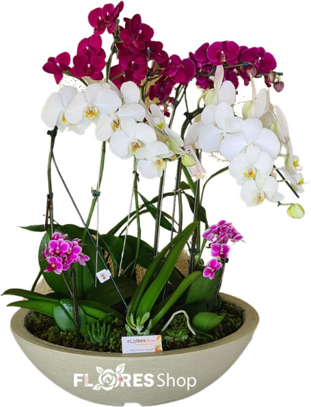✯ Majestosa Orquídea ✯ 