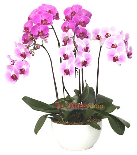 Belíssimas Orquídeas