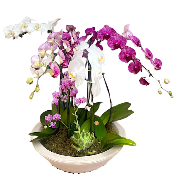 Jardim de Orquídeas primavera
