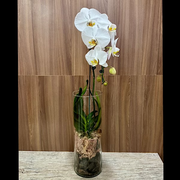 Orquídea Celebration