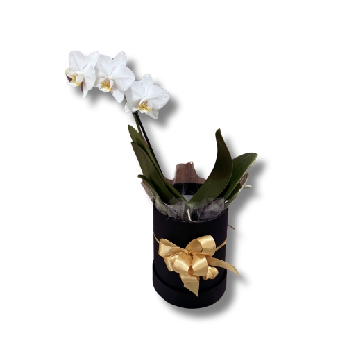 Box mini orquidea