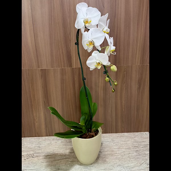Amor de Orquídea 2