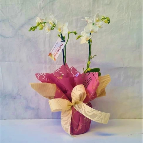 Mini orquídea | Cor variada