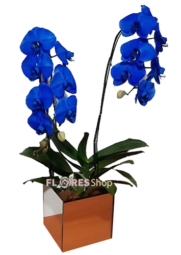 Blue, Blue
