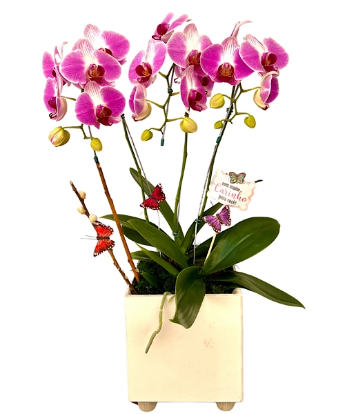 Orquídea Esplendor peça única e exclusiva