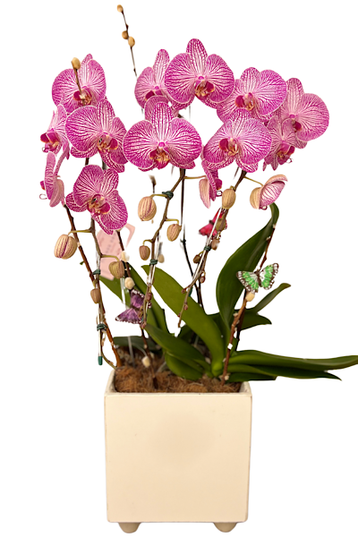 Orquídea Esplendorosa peça única e exclusiva