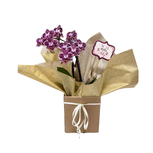 Orquidea Seja muito feliz